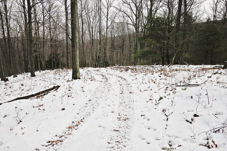 Tioga Hunting Land for Sale at Auction - image 16