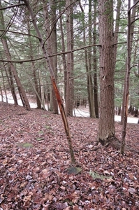 Tioga Hunting Land for Sale at Auction - image 18