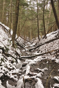 Tioga Hunting Land for Sale at Auction - image 19