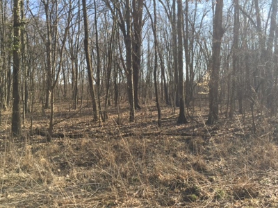 Vacant Land Auction - 8 Acre Wooded Lot - Sunbury, Ohio - image 5