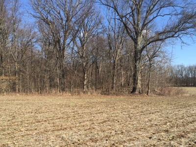 Vacant Land Auction - 8 Acre Wooded Lot - Sunbury, Ohio - image 4