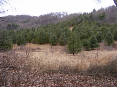 92 Acre Mountain Farm in Floyd County VA! - image 37