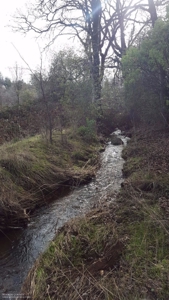 Historic 35 Acre Cattle Ranch in Grass Valley - image 12