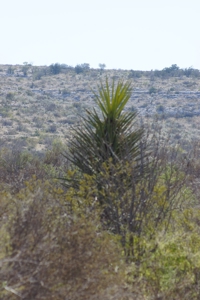 Hunting & Cattle Ranch with minerals in west Texas $475/ac - image 32