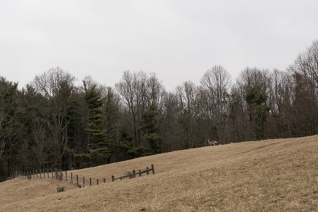 Farm and Home for Sale in Floyd VA! - image 7