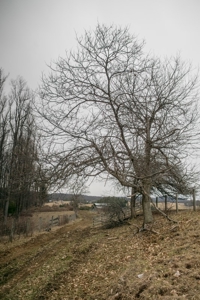 Farm and Home for Sale in Floyd VA! - image 13