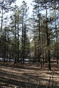 North Nm/Mountains/Tall Pines/Common Meadow/Wildlife - image 1