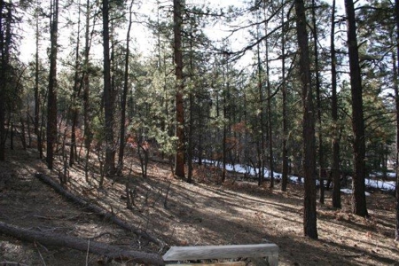 North Nm/Mountains/Tall Pines/Common Meadow/Wildlife - image 2