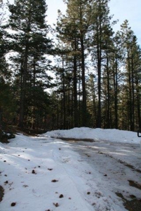 North Nm/Mountains/Tall Pines/Common Meadow/Wildlife - image 3