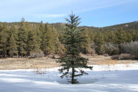 North Nm/Mountains/Tall Pines/Common Meadow/Wildlife - image 4