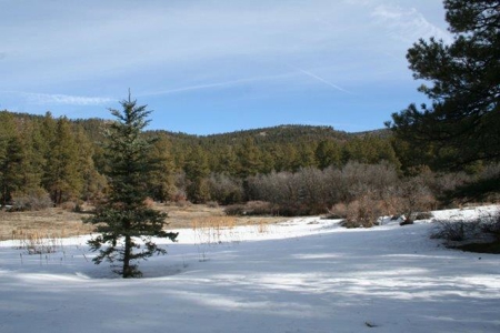 North Nm/Mountains/Tall Pines/Common Meadow/Wildlife - image 5