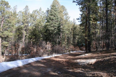 North Nm/Mountains/Tall Pines/Common Meadow/Wildlife - image 6