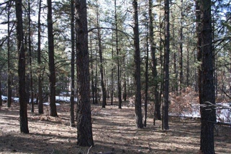 North Nm/Mountains/Tall Pines/Common Meadow/Wildlife - image 7