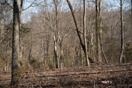 20 Acres of Land for Auction in Franklin County VA! - image 3