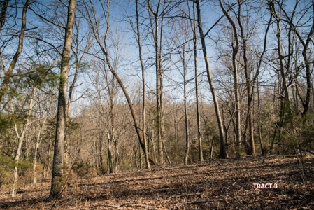 20 Acres of Land for Auction in Franklin County VA! - image 8