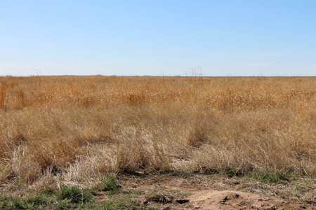 Tract #1 - Irrigated Land Auction in Finney County Kansas - image 1