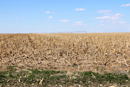 Tract #1 - Irrigated Land Auction in Finney County Kansas - image 3