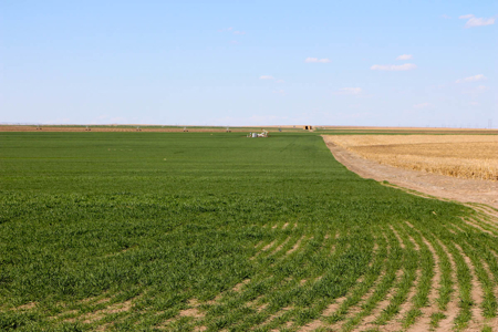 Tract #3 - Irrigated Land Auction in Finney County Kansas - image 1