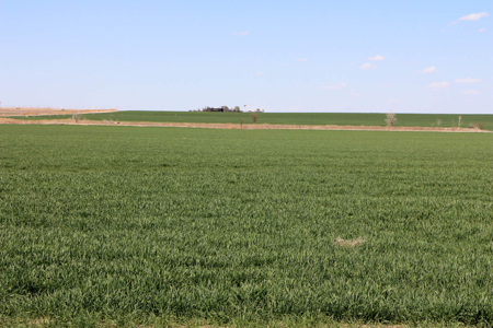 Tract #3 - Irrigated Land Auction in Finney County Kansas - image 2