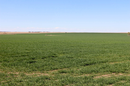Tract #3 - Irrigated Land Auction in Finney County Kansas - image 4