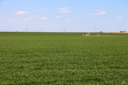 Tract #3 - Irrigated Land Auction in Finney County Kansas - image 5