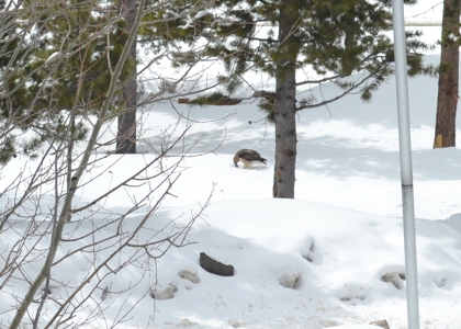 Rocky Mountain Log Home Colorado Cabin For Sale Grand Lake - image 1
