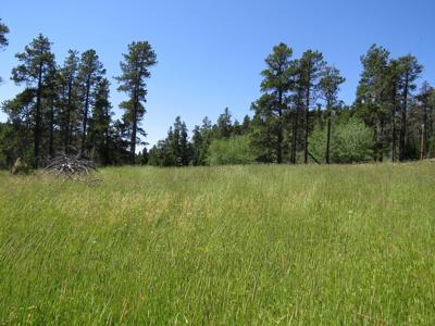 UNDER CONTRACT: Central MT Mountain Land For Sale Fergus - image 17