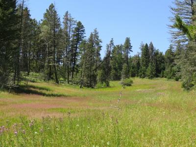 UNDER CONTRACT: Central MT Mountain Land For Sale Fergus - image 14