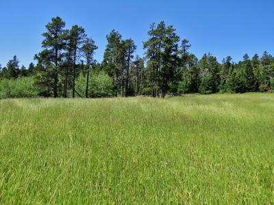 UNDER CONTRACT: Central MT Mountain Land For Sale Fergus - image 16