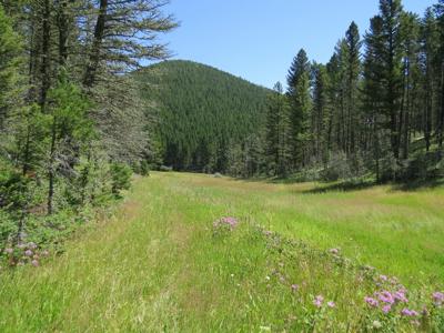 UNDER CONTRACT: Central MT Mountain Land For Sale Fergus - image 11