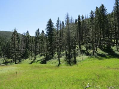 UNDER CONTRACT: Central MT Mountain Land For Sale Fergus - image 12