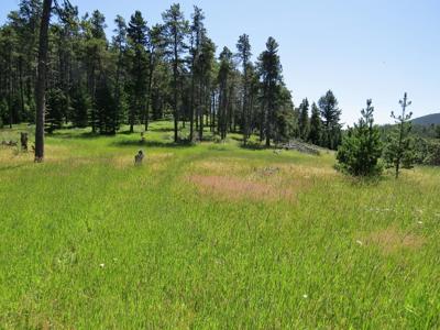 UNDER CONTRACT: Central MT Mountain Land For Sale Fergus - image 19