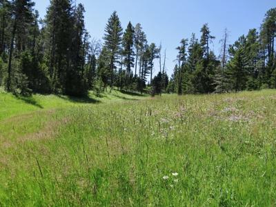 UNDER CONTRACT: Central MT Mountain Land For Sale Fergus - image 10