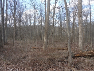 Auction - 4 +/- Acre Building Lot - Mount Vernon, OH - image 1