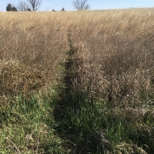 Northwest Missouri Hunting Land for Sale, Worth County, MO - image 7
