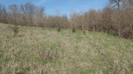Northwest Missouri Hunting Land for Sale, Worth County, MO - image 15