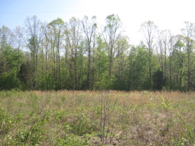 A True Timber Investment In Mecklenburg County VA - image 5