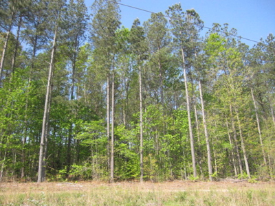 A True Timber Investment In Mecklenburg County VA - image 6