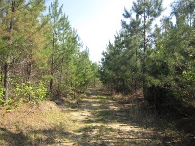 A True Timber Investment In Mecklenburg County VA - image 9