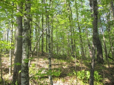 A True Timber Investment In Mecklenburg County VA - image 10
