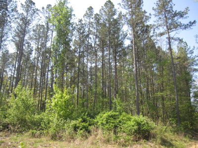 A True Timber Investment In Mecklenburg County VA - image 11
