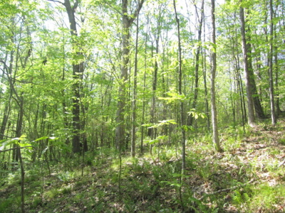 A True Timber Investment In Mecklenburg County VA - image 12