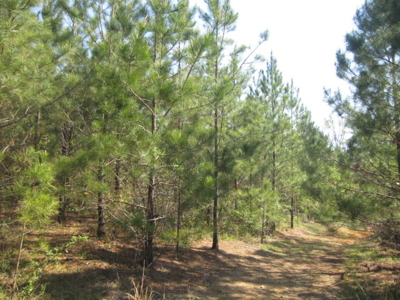 A True Timber Investment In Mecklenburg County VA - image 13