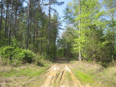 A True Timber Investment In Mecklenburg County VA - image 16