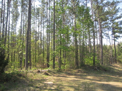 A True Timber Investment In Mecklenburg County VA - image 17