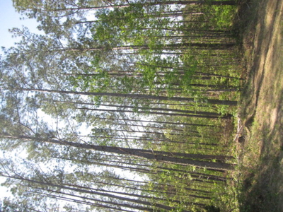 A True Timber Investment In Mecklenburg County VA - image 18