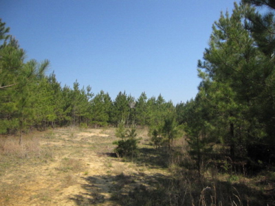 A True Timber Investment In Mecklenburg County VA - image 19