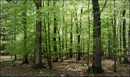 46 Acres in Tioga County for Sale - image 1