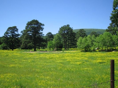 Wolf Mtn Ranch  160 Acres - image 15