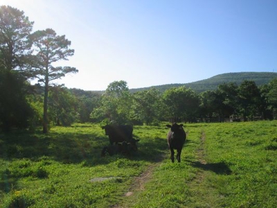 Wolf Mtn Ranch  160 Acres - image 32